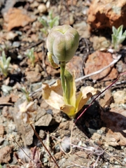 Fritillaria purdyi