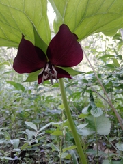 Trillium vaseyi
