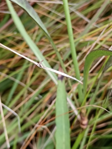Cephalaria zeyheriana (Cephalaria zeyheriana)
