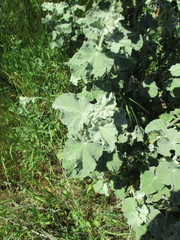 Malacothamnus fremontii