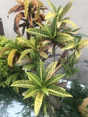 Codiaeum variegatum