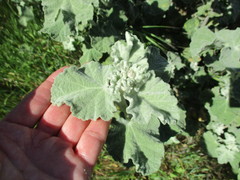 Malacothamnus fremontii