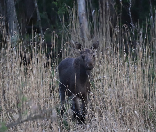 Moose