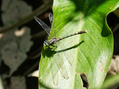 Arigomphus villosipes