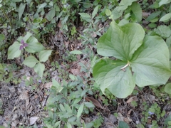 Trillium vaseyi