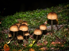 Mycena mulawaestris