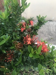 Ixora