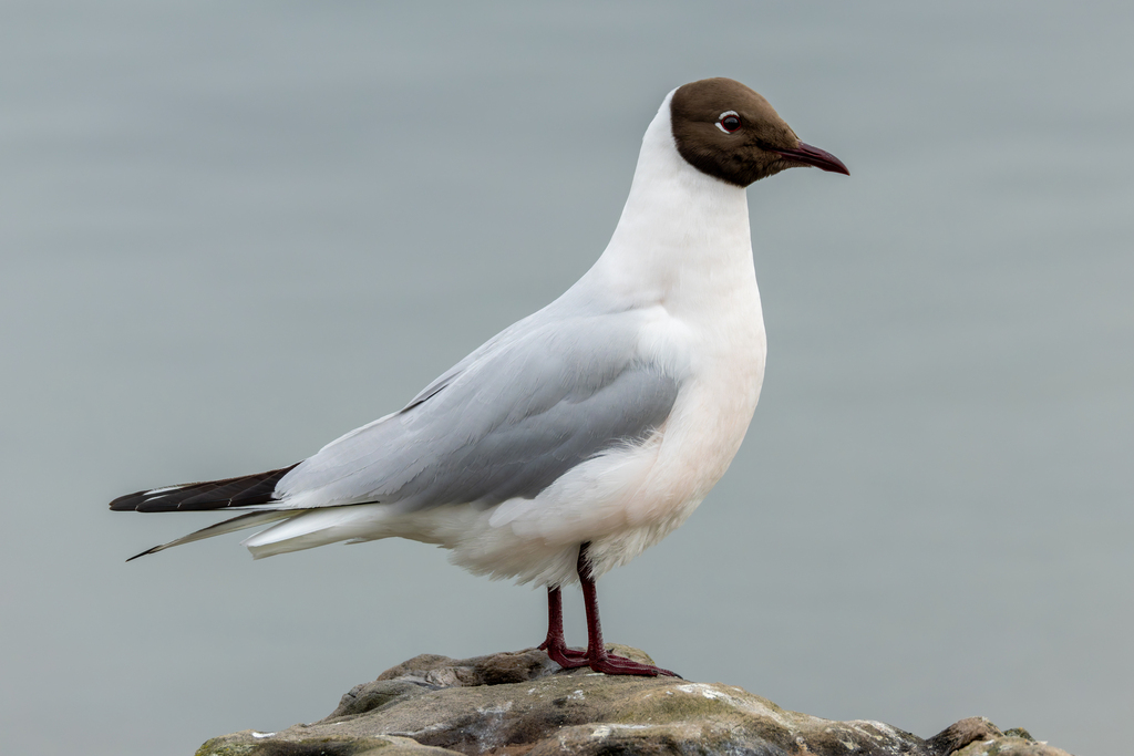 Foto de Black-headed Gull