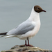 Black-headed Gull - Photo (c) Alexis Lours, some rights reserved (CC BY), uploaded by Alexis Lours