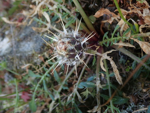 Image of Centaurea raphanina by (c) Daniel Cahen, some rights reserved (CC BY)