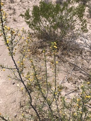 Vachellia vernicosa