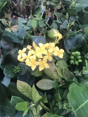 Ixora