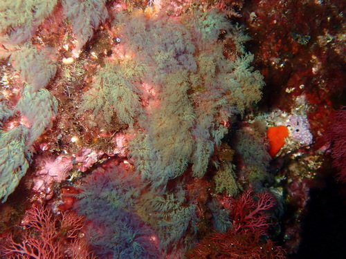 Representative image of Seirospora