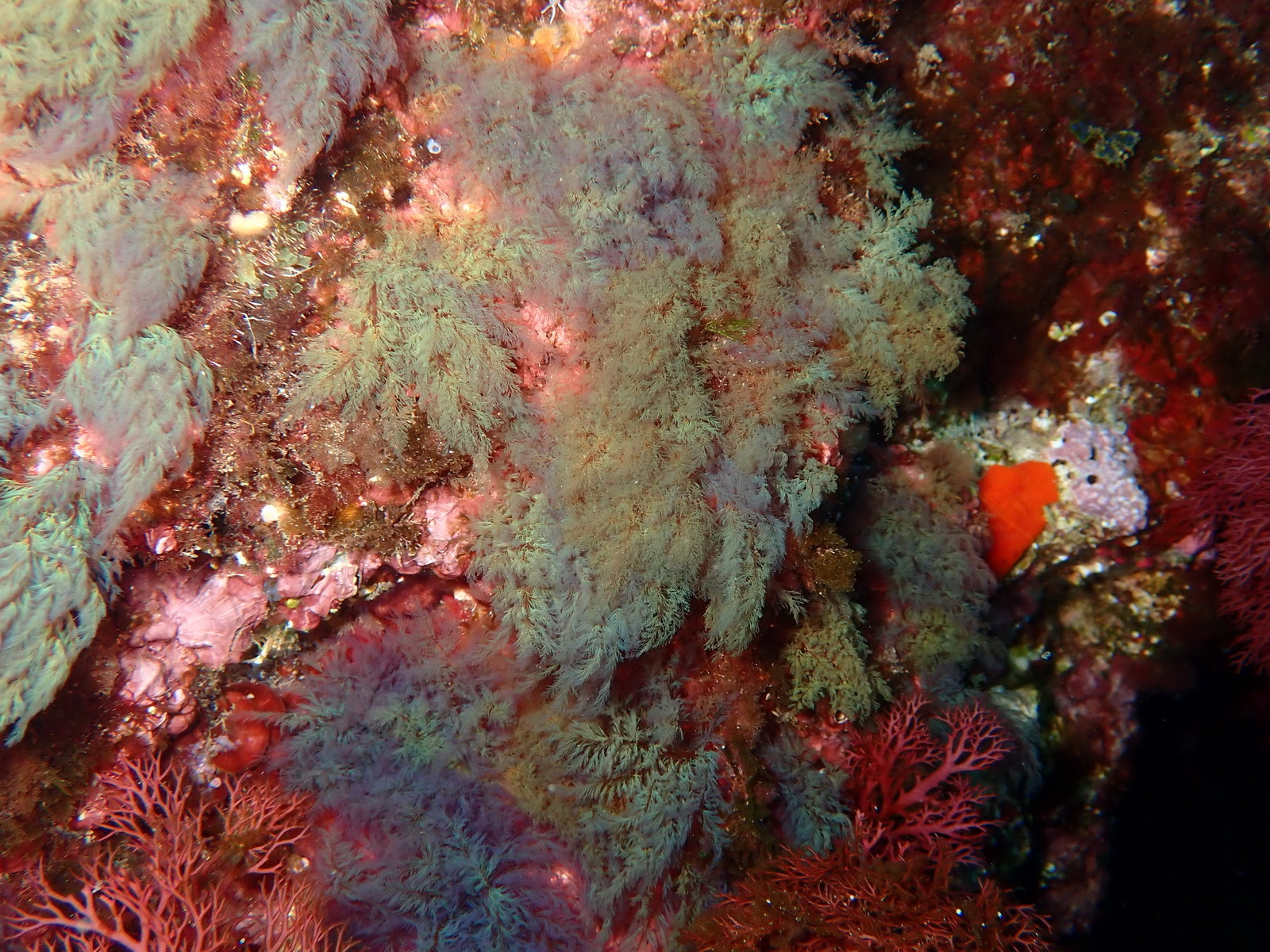 Seirospora