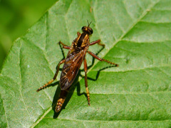 Asilus sericeus