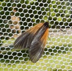 Pyromorpha dimidiata