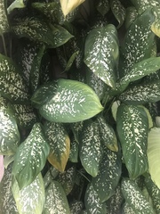 Dieffenbachia