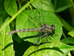 Arigomphus villosipes