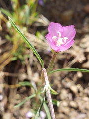 Clarkia gracilis gracilis