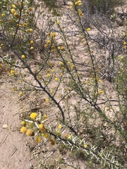 Vachellia vernicosa