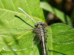 Arigomphus villosipes
