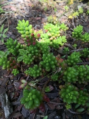 Sedum × rubrotinctum