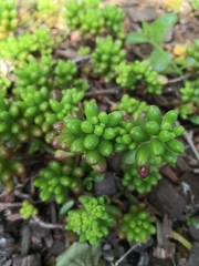 Sedum × rubrotinctum