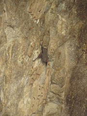 Balantiopteryx plicata