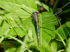 Arigomphus villosipes