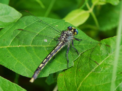 Arigomphus villosipes