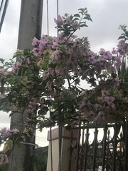 Bougainvillea