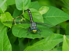Arigomphus villosipes