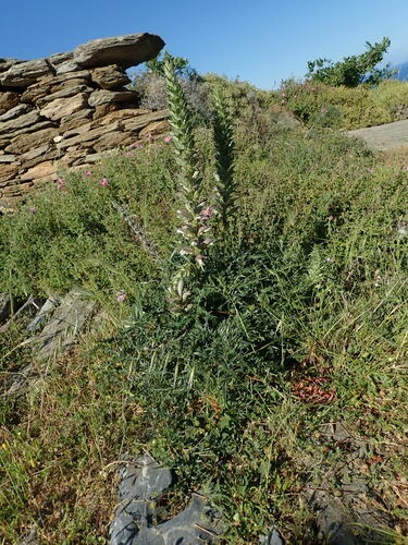 Image of Acanthus spinosus by (c) Daniel Cahen, some rights reserved (CC BY)