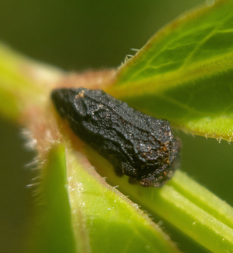 Publilia reticulata