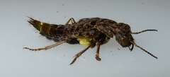 Ontholestes cingulatus