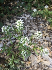 Lobularia maritima