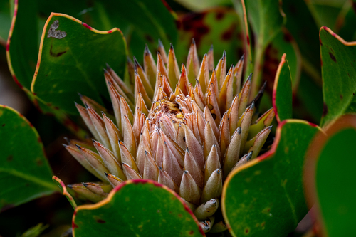 Protea cynaroides