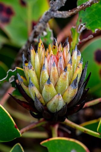 Protea cynaroides