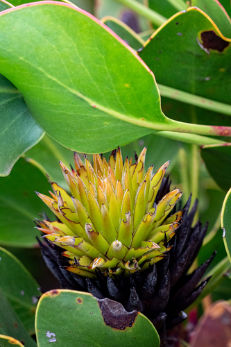 Protea cynaroides