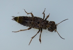 Ontholestes cingulatus