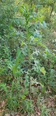 Image of Lactuca serriola