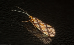 Lactura panopsia