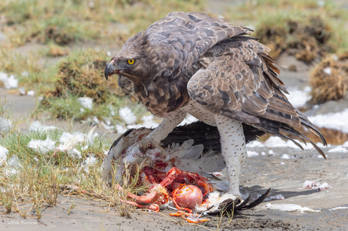 Martial eagle