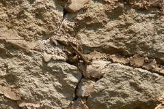 Sceloporus palaciosi