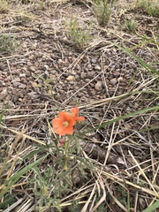 Sphaeralcea coccinea