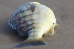 Conodon nobilis