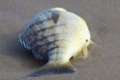Conodon nobilis