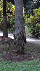 Iriartea deltoidea