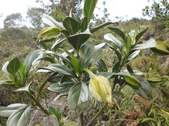 Symbolanthus pterocalyx
