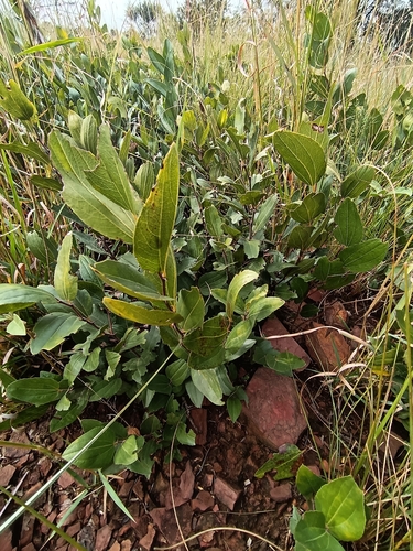 Image of Ziziphus zeyheriana by (c) Hildegard Klein, some rights reserved (CC BY)